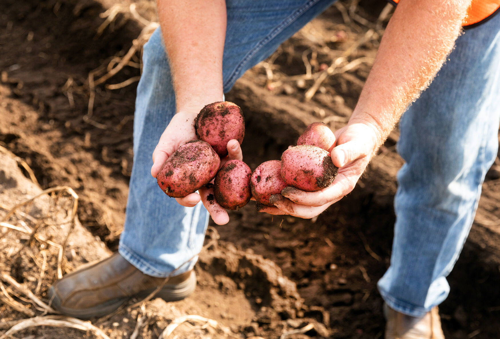 Campbell potatoes in soil